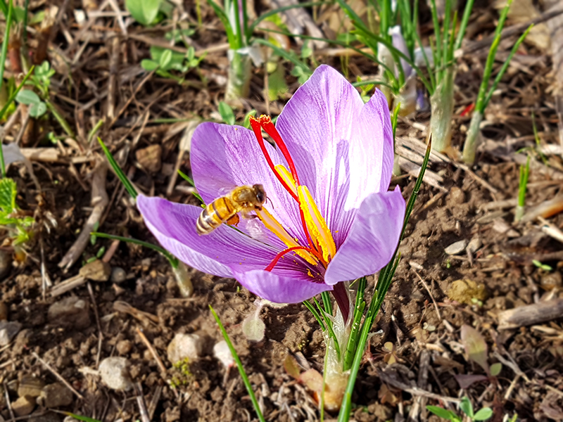 Verdebionatura non solo piccoli frutti - Società agricola — foto 5